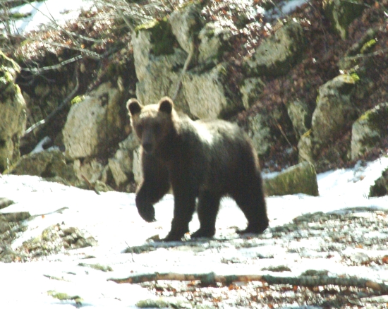 Finalmente l''orso!